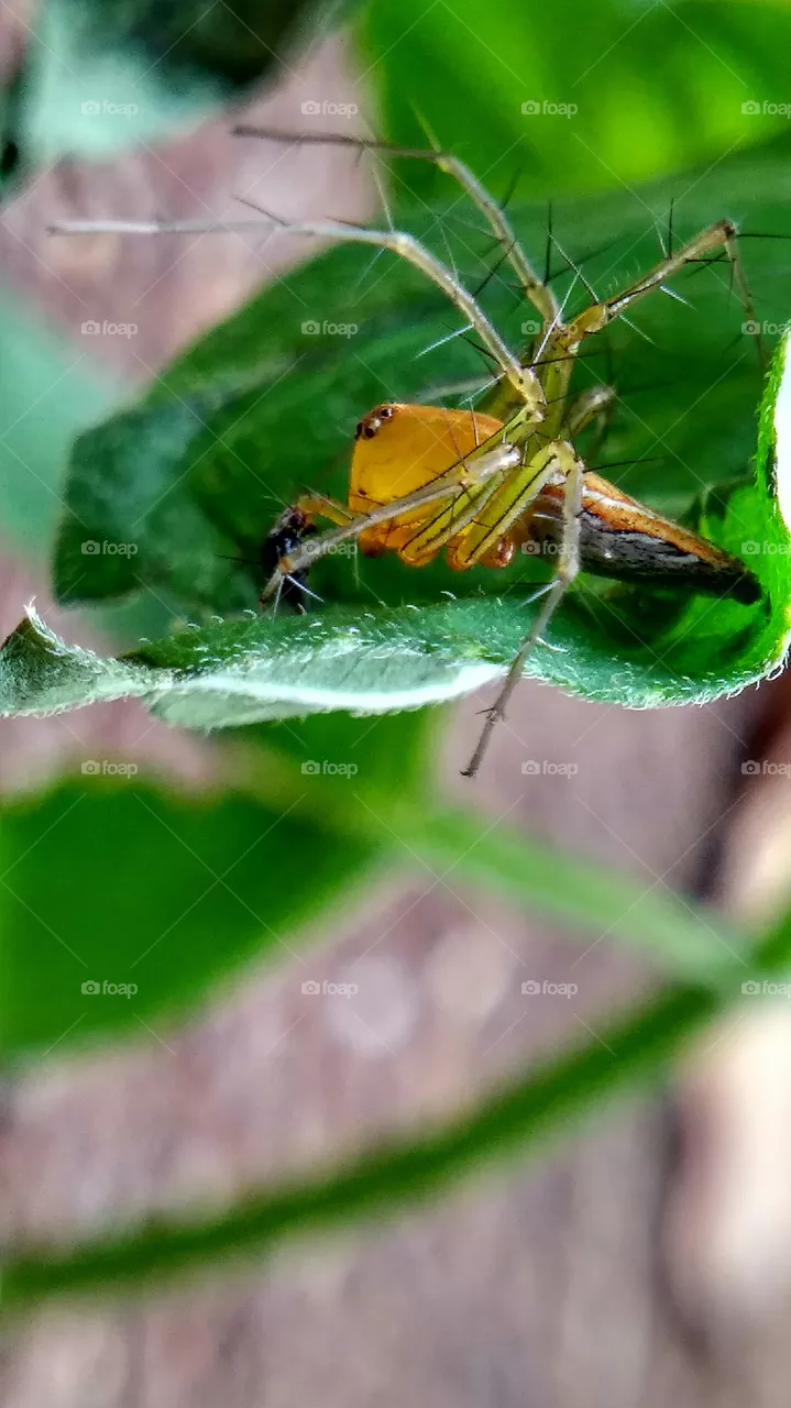 insect