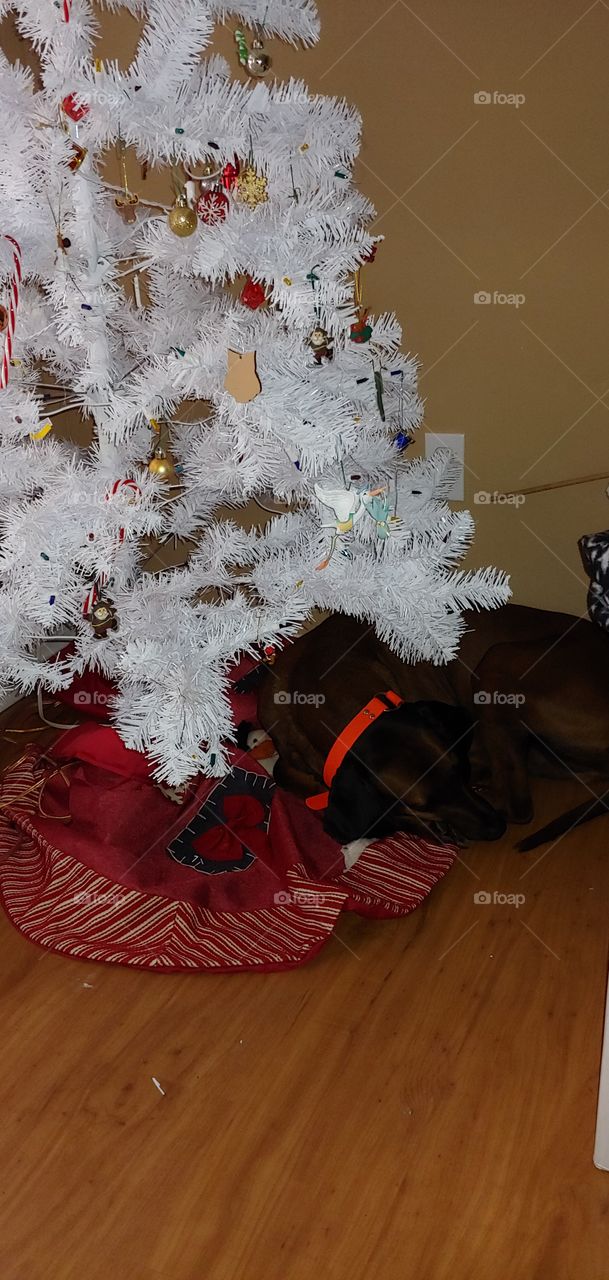 dog under tree