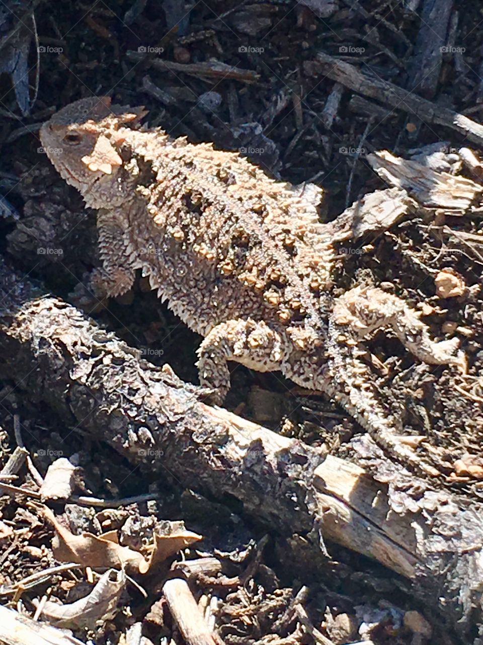 A short-horned lizard seeks to evade capture by blending in to its surroundings.