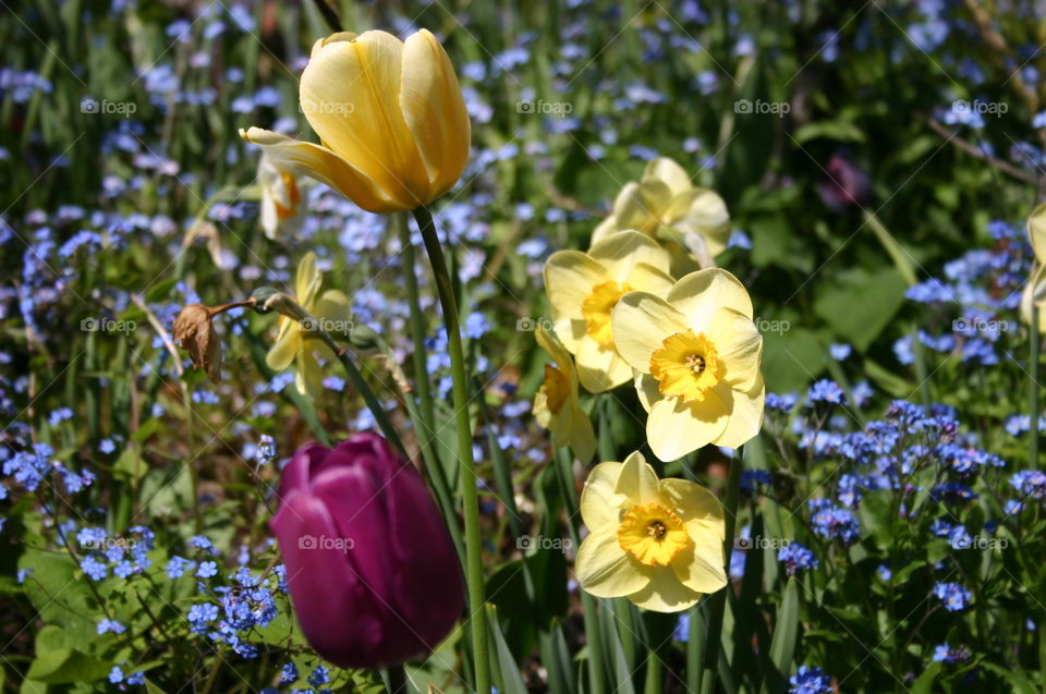 Tulips and Daffodils. Tulips and daffodils Spring