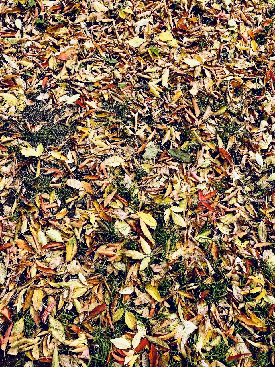 Fallen leafs on the grass