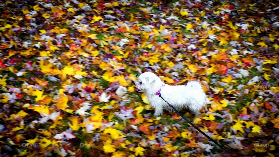 Doggy running through fallen leaves 