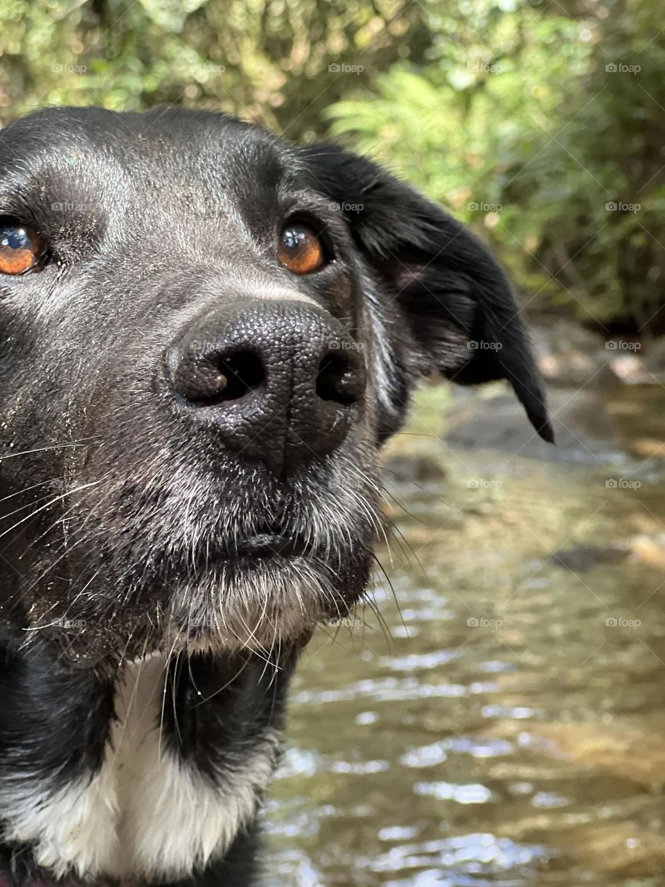 La mirada de un perro 