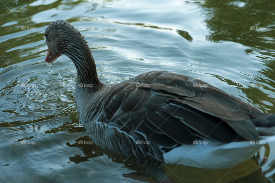 Duck in a pond. The duck is soaking with its head resting on the water. Green, brown, yellow and white duck.

Whole brown duck swims in the pond.
It has wet feathers.