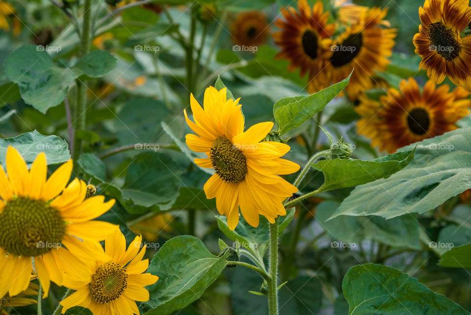 sunflowers bees and bumblebees