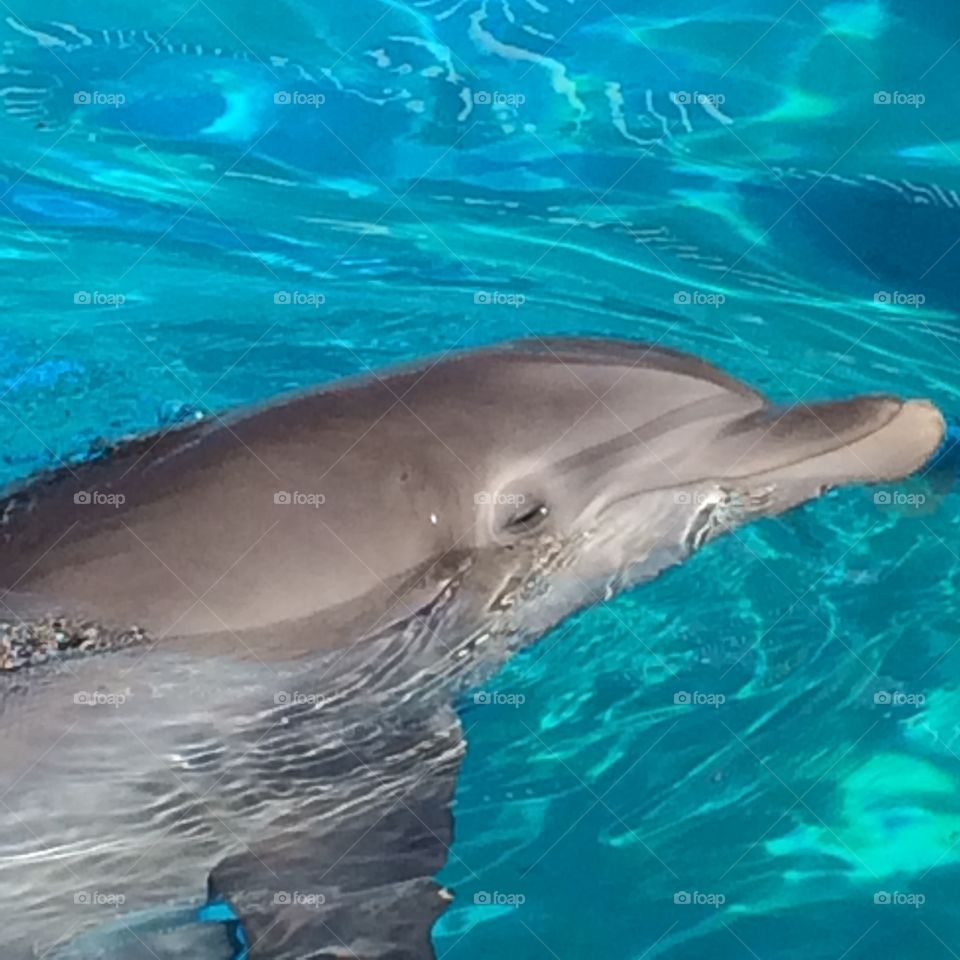 Dolphin - Nick - Clearwater Aquarium