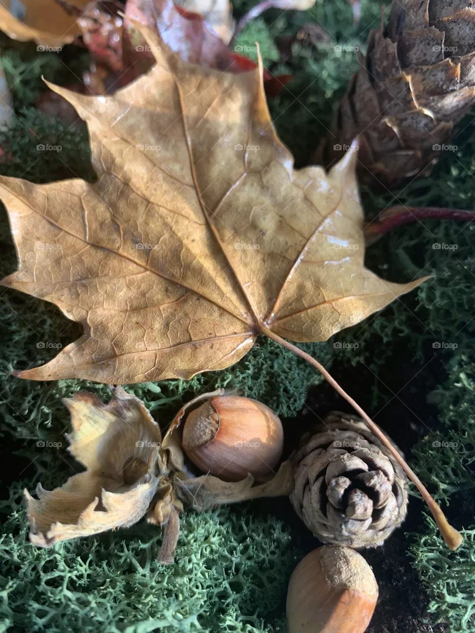 Autumn