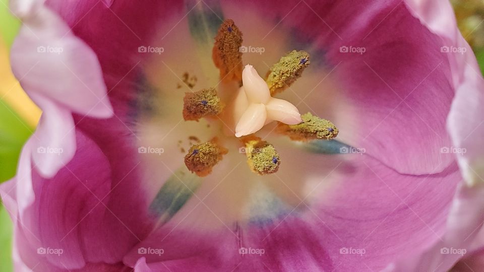 tulip inside portrait