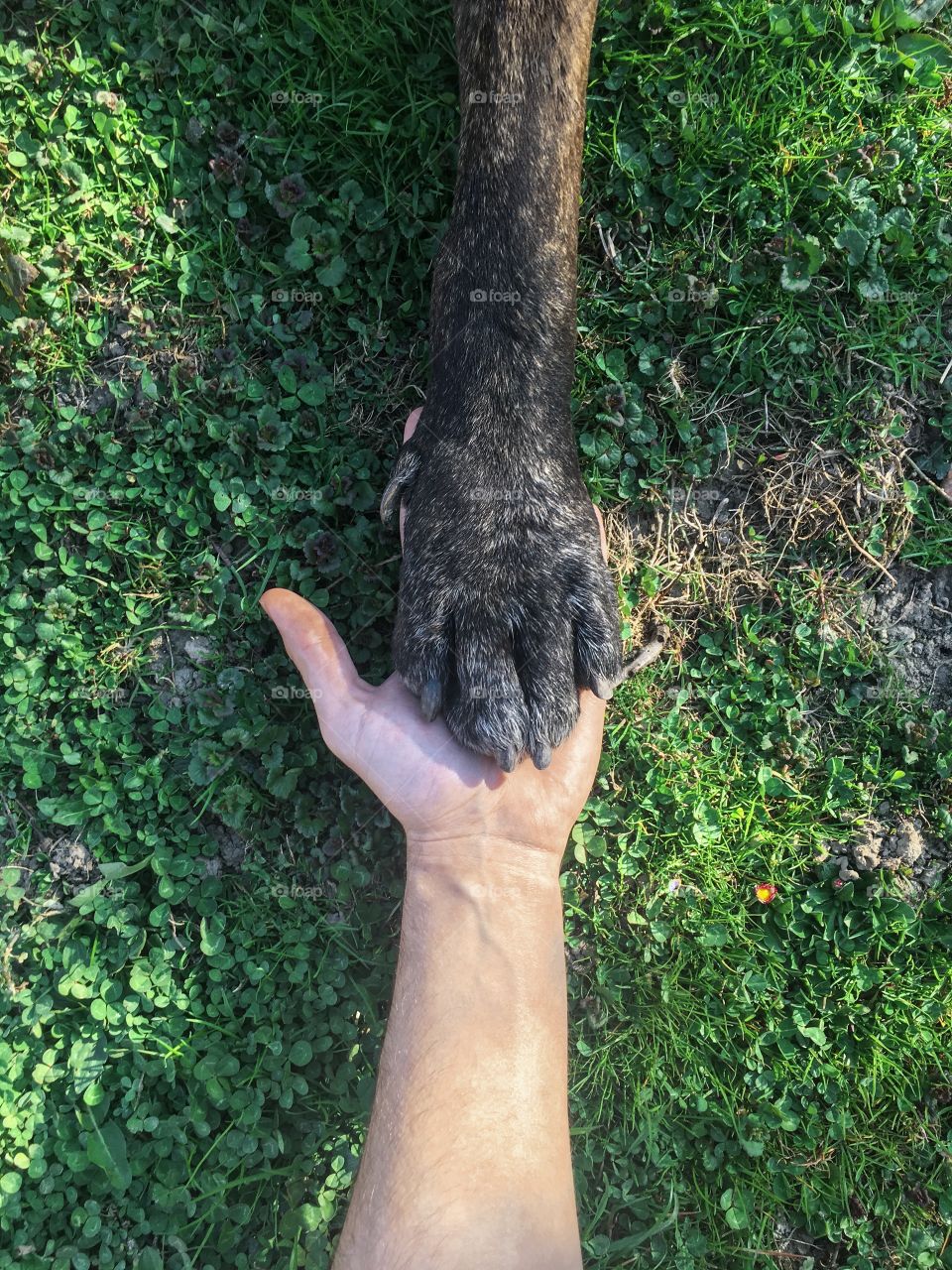 Dog - human bond ❤️