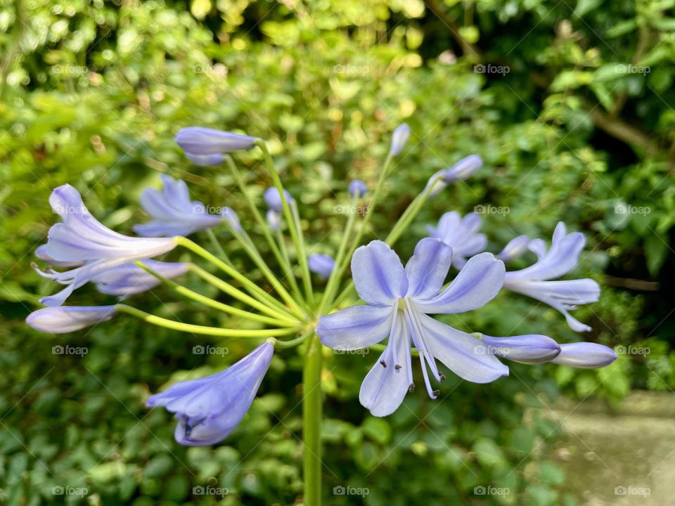 My Agapanthus is beginning to open up its flower buds 💜