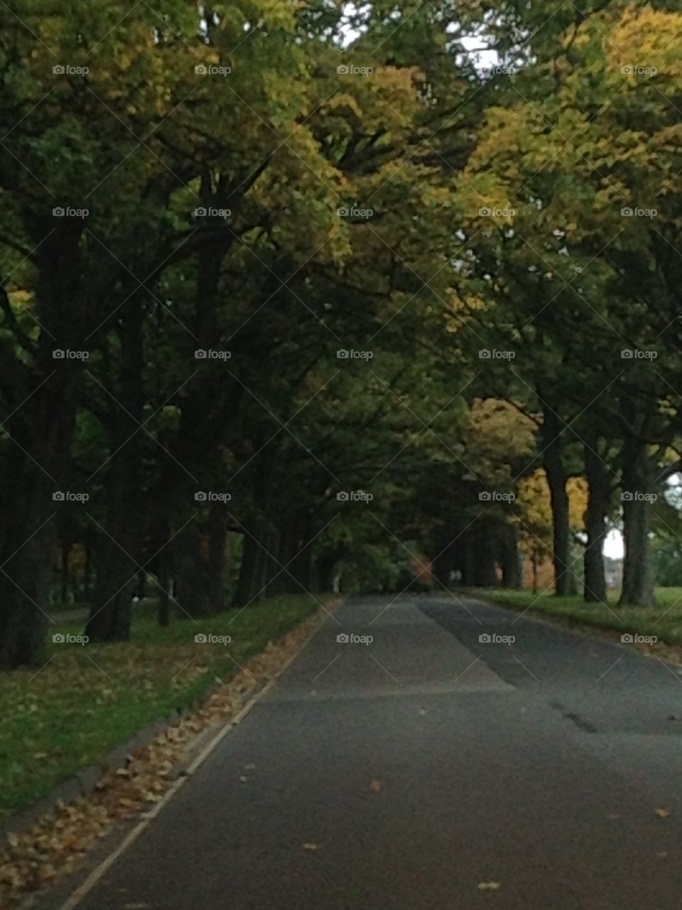 Dark autumn Avenue