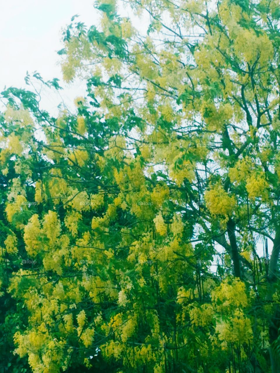 golden shower tree