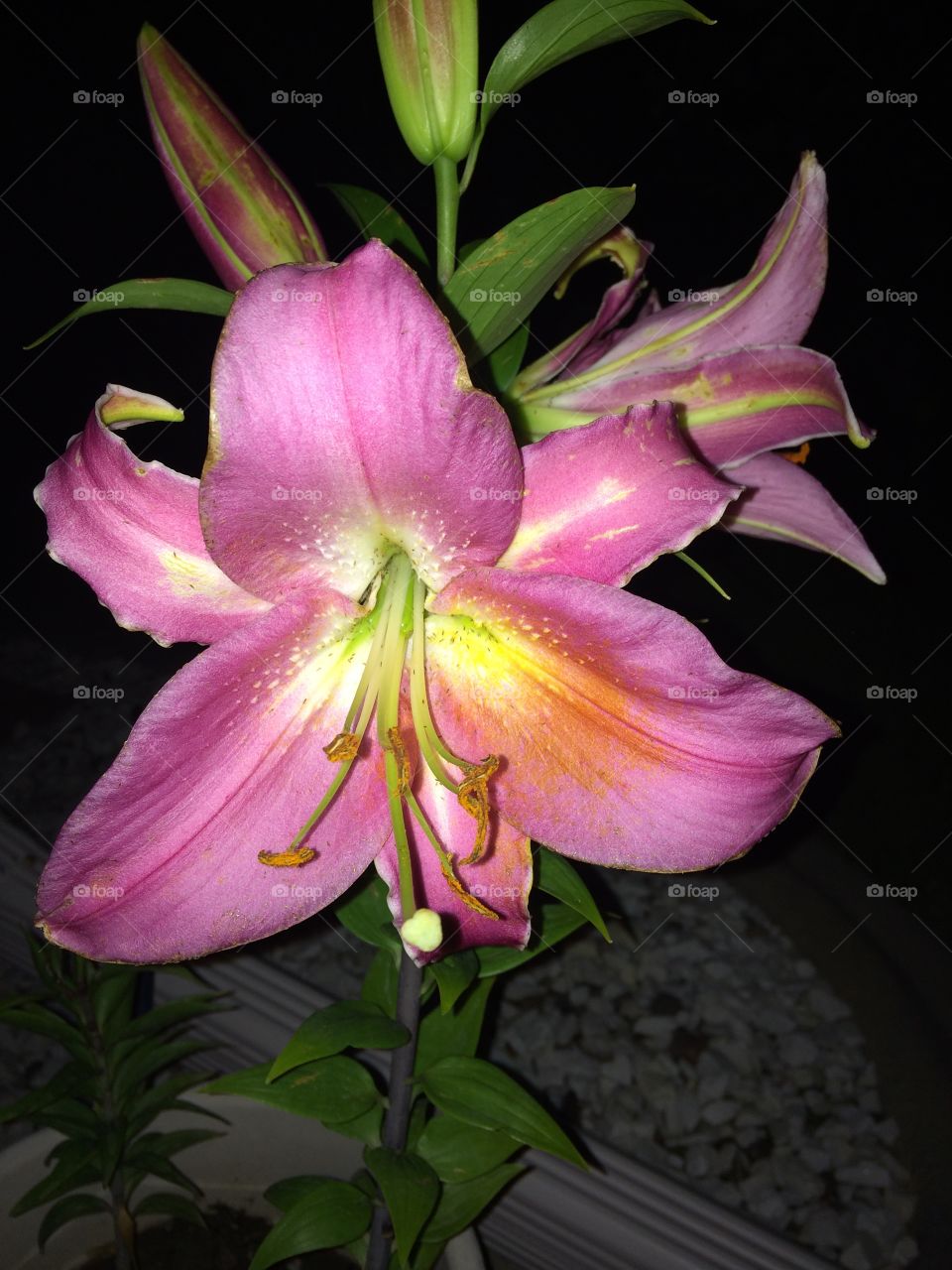Pink lily at night 