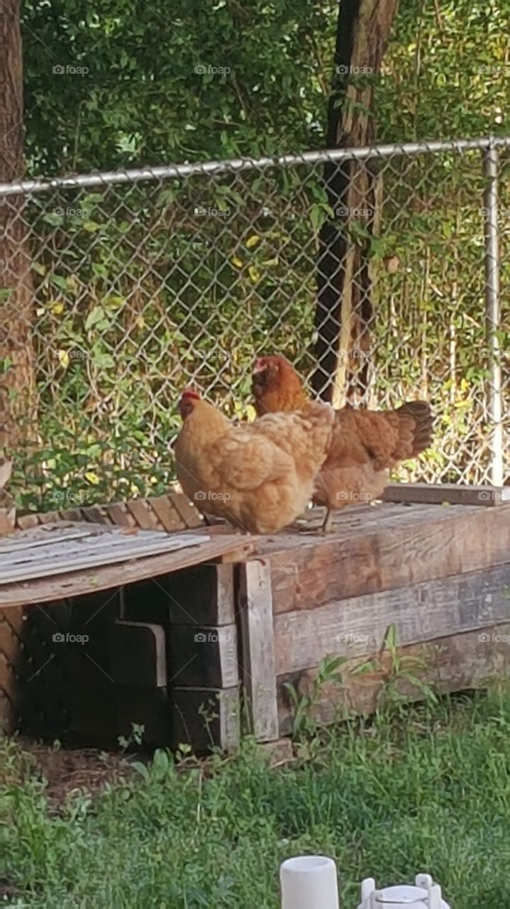 Hanging around hens
