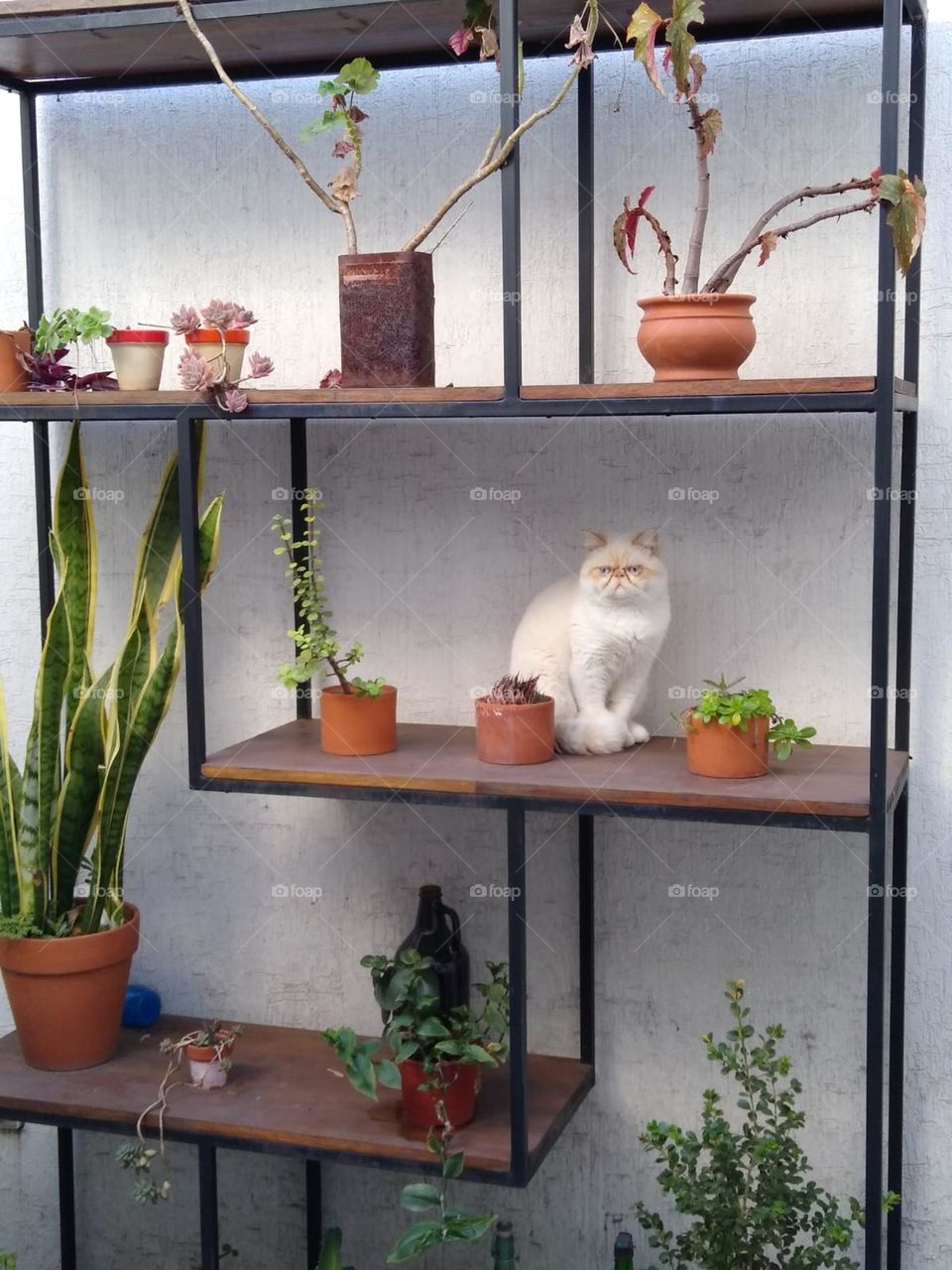 Cat and the plants
