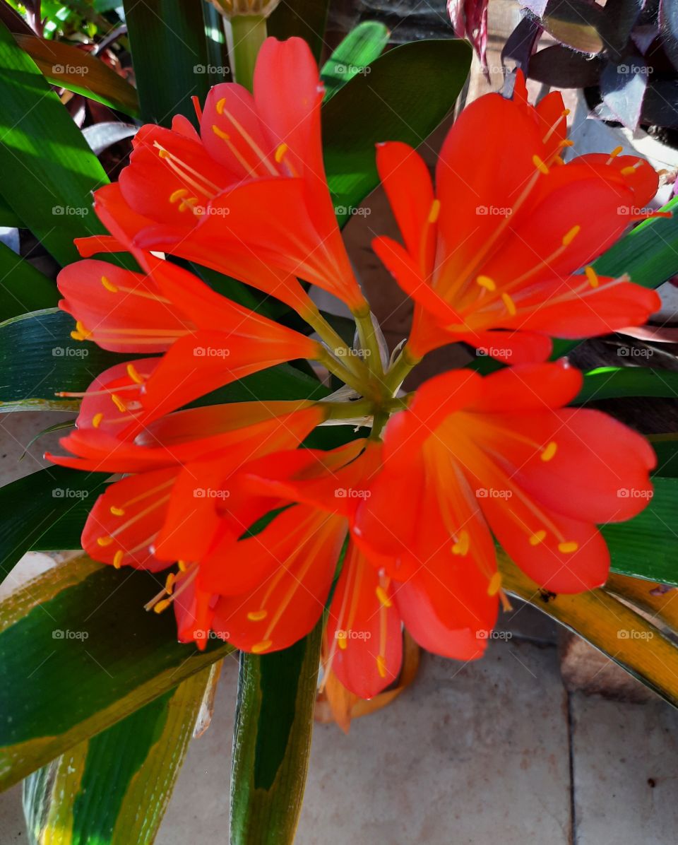 orange clivia flowers in full bloom