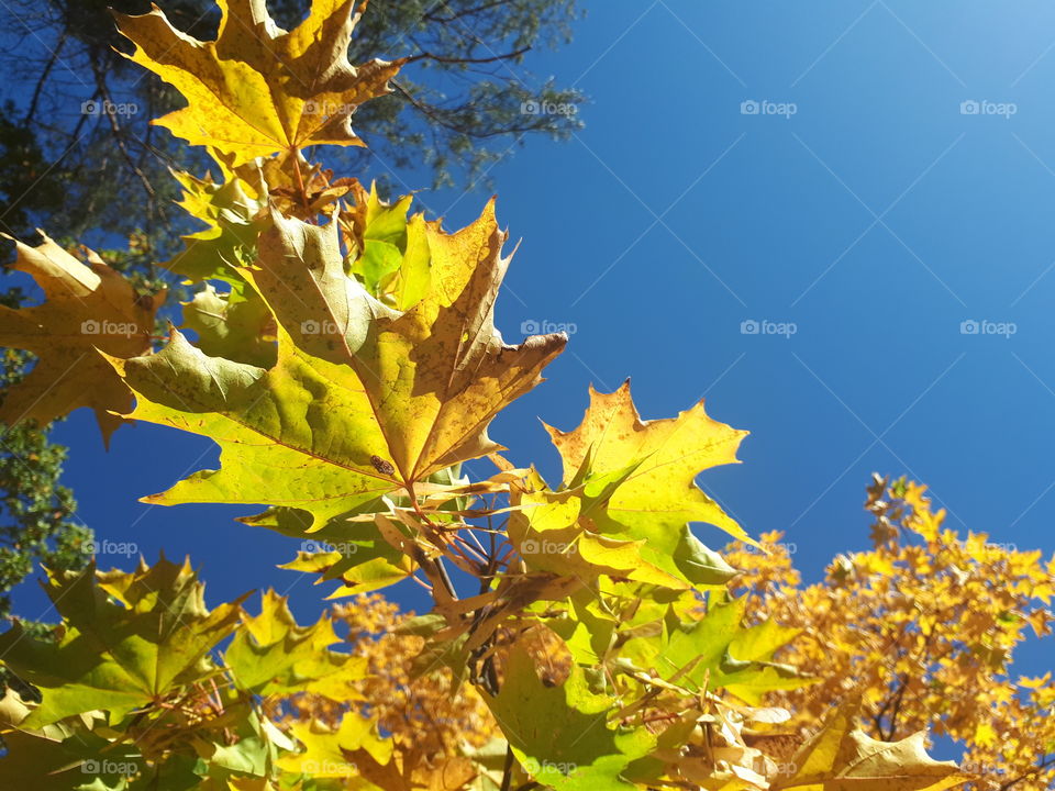 Yellow leaves at the blue sky background
