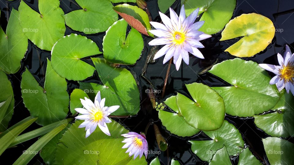 Lilies in water. Lilies in water with lily pads at a flower show