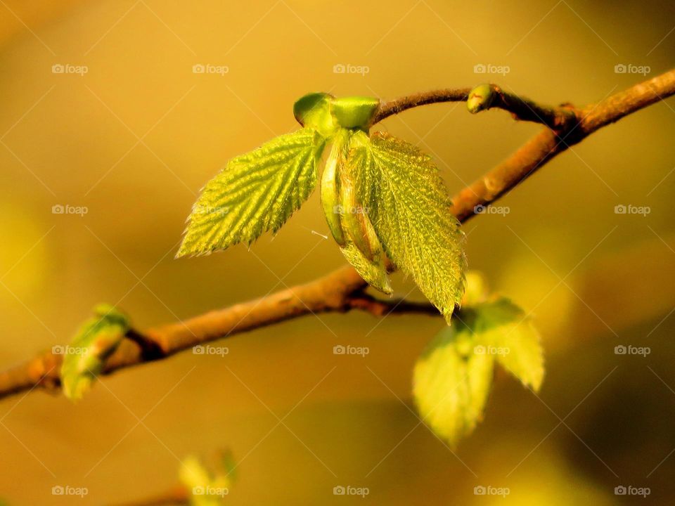 Spring leaves