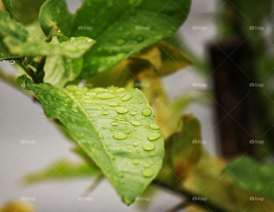 Green leaf with a few water drops