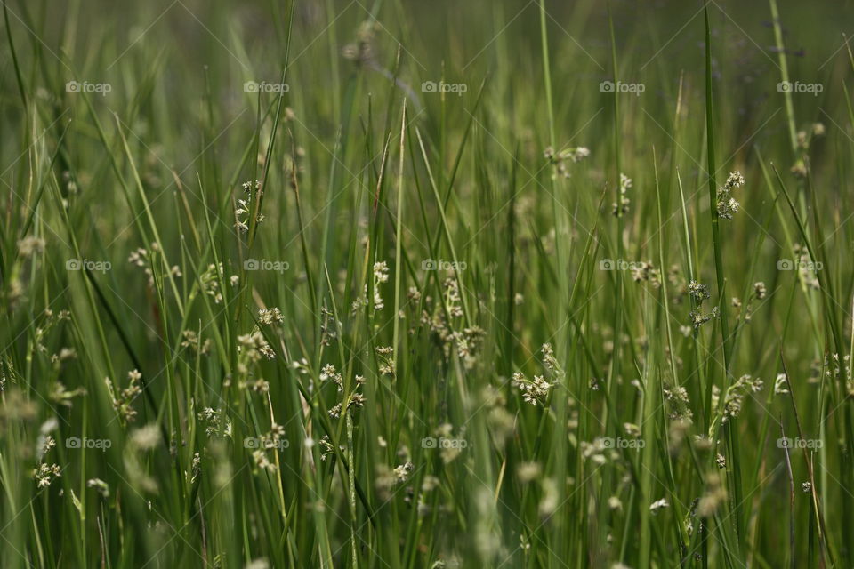 Looking through the green grass