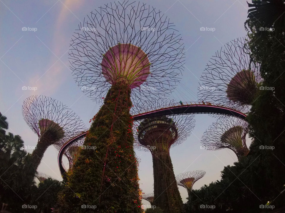 singapore gardens by the bay