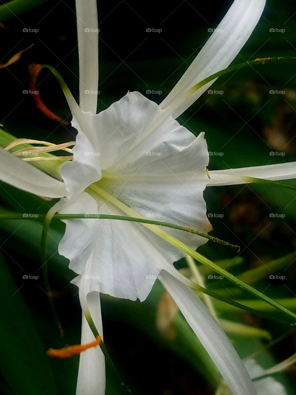 Spider Lily in Bloom