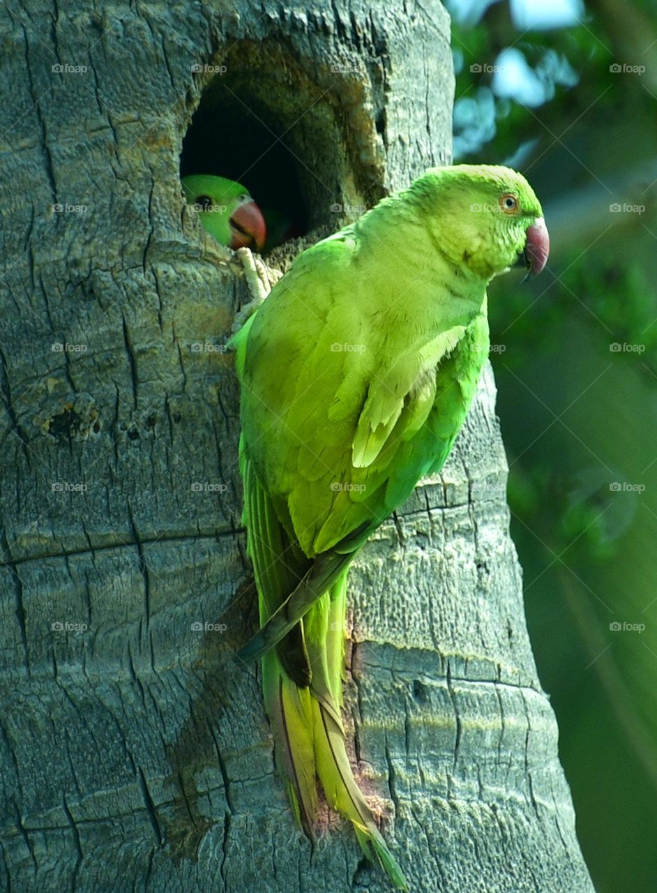 Indian parrot