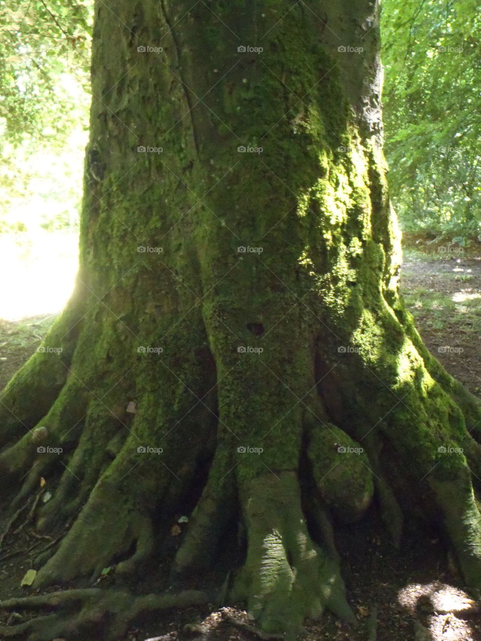 Mighty mossy . It's wet in Ireland 