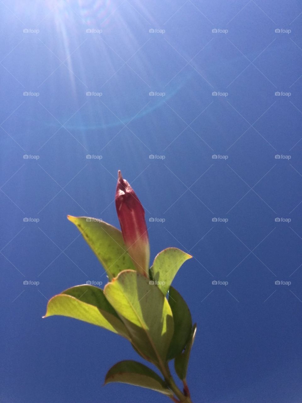 Bud of Diplodenia under the sun, exactly 