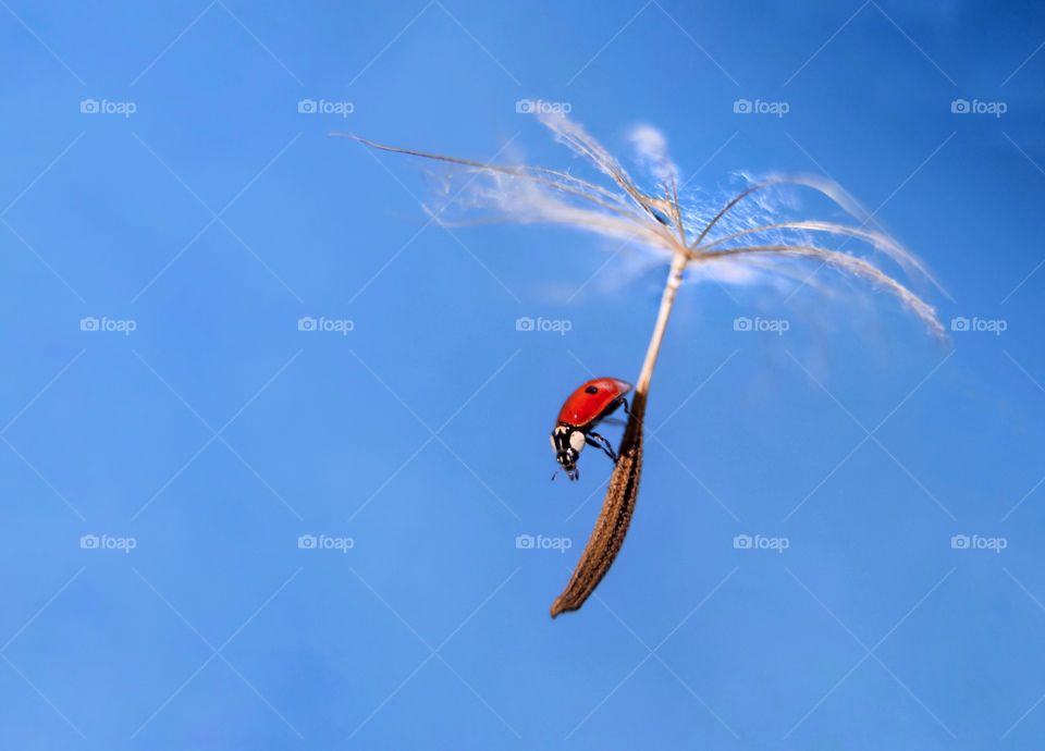 ladybug flying on a dandelion