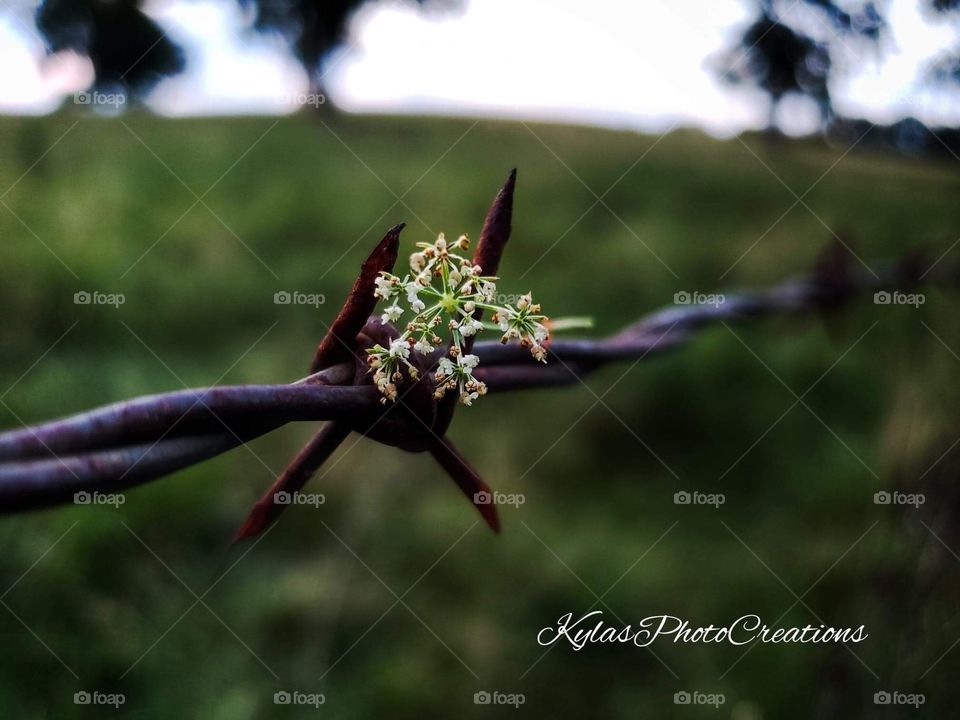 Weeds hung up on a barb wire fence 