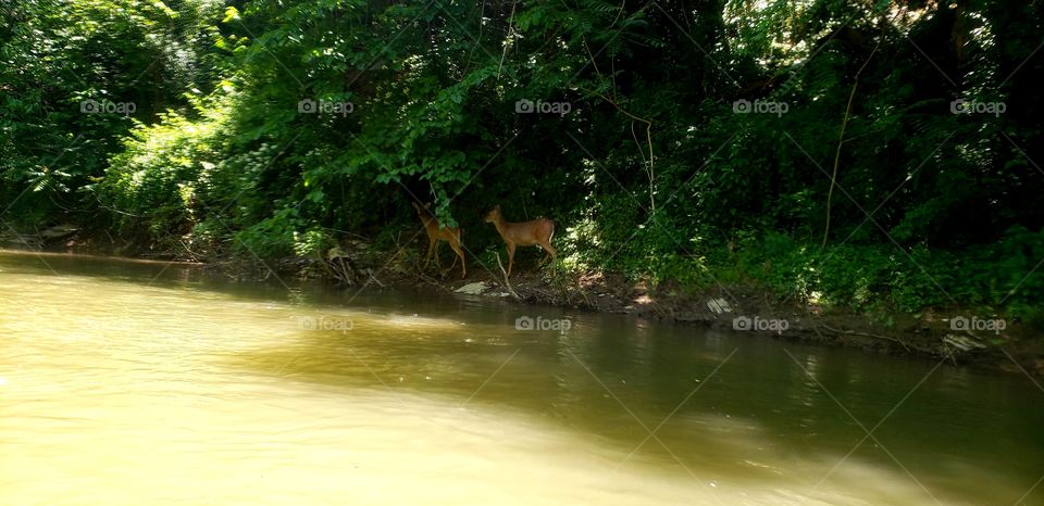 Deer by the Antietam Creek