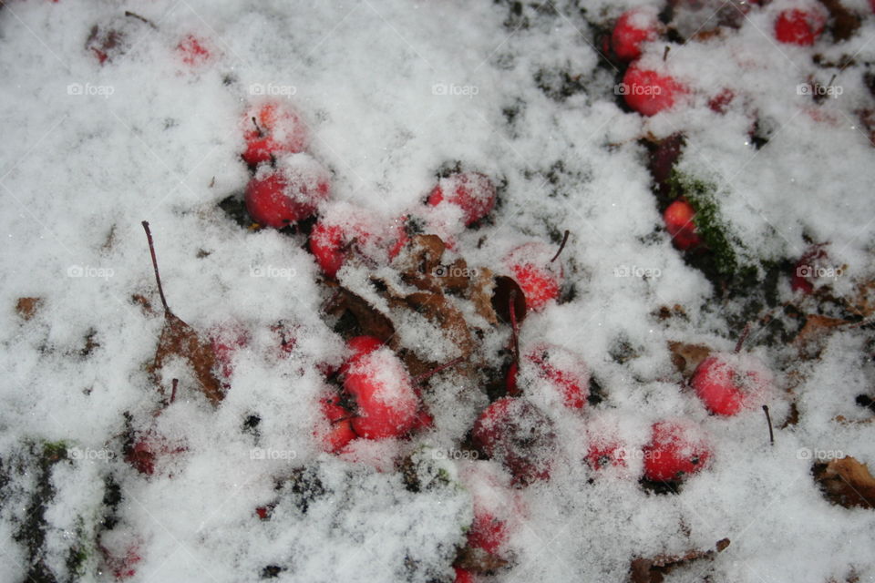 red in the snow. Fruits from Finland