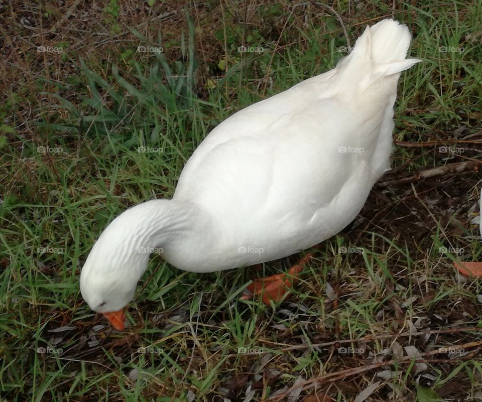 It's eating some grass before going to rest. A goose on the Velino river. Rieti