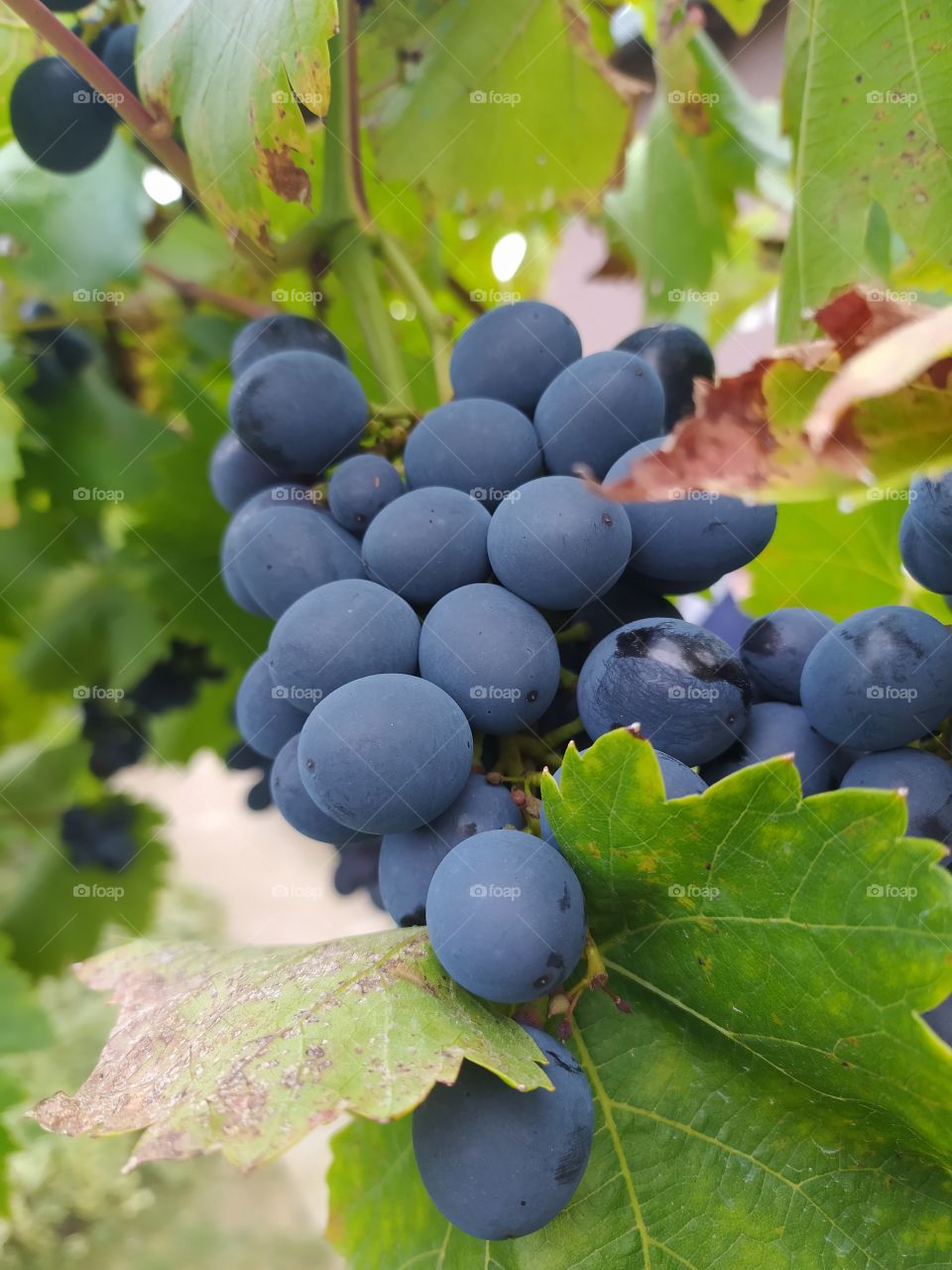 Grapes