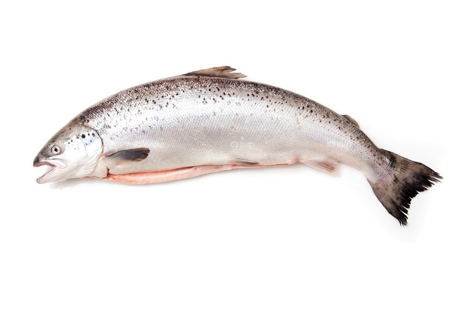 Atlantic salmon