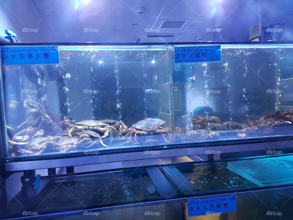 Aquarium, Fish, Science, Underwater, Technology