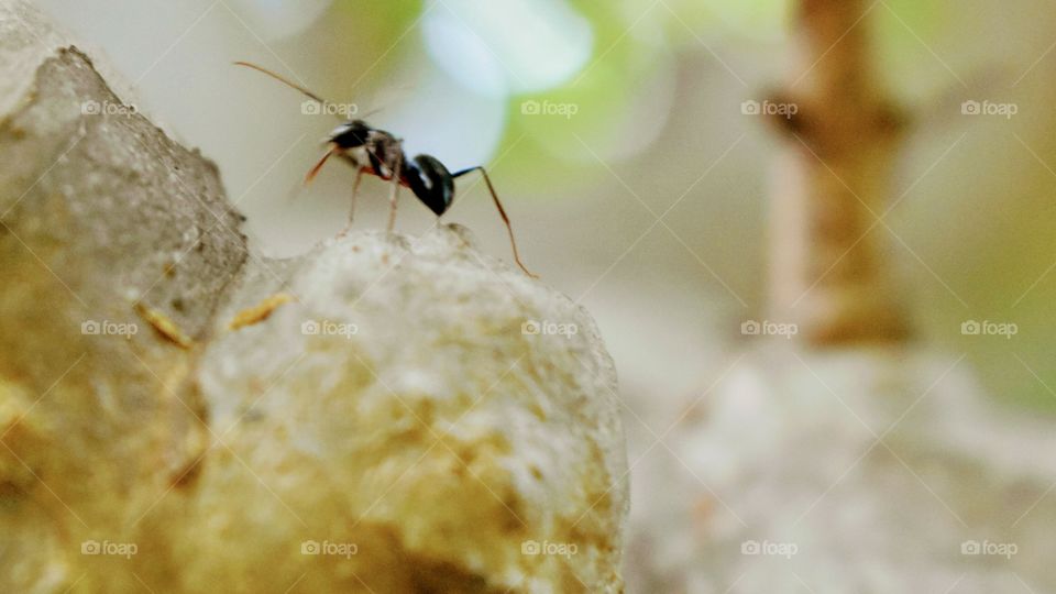 Mr.Ant