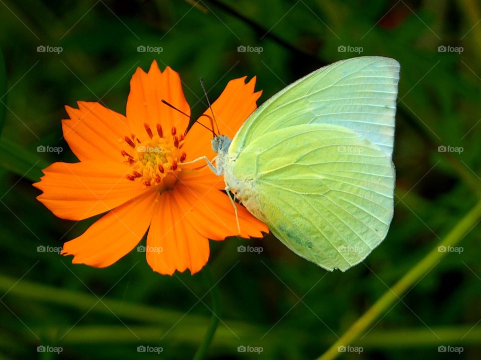 Yellow butterfly rest on yellow blooming cosmos flower