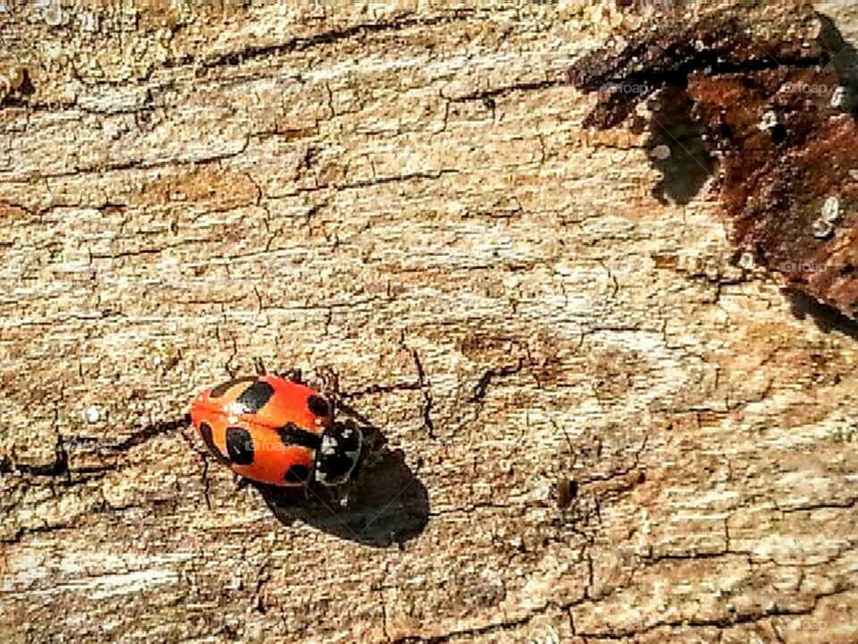 ladybug