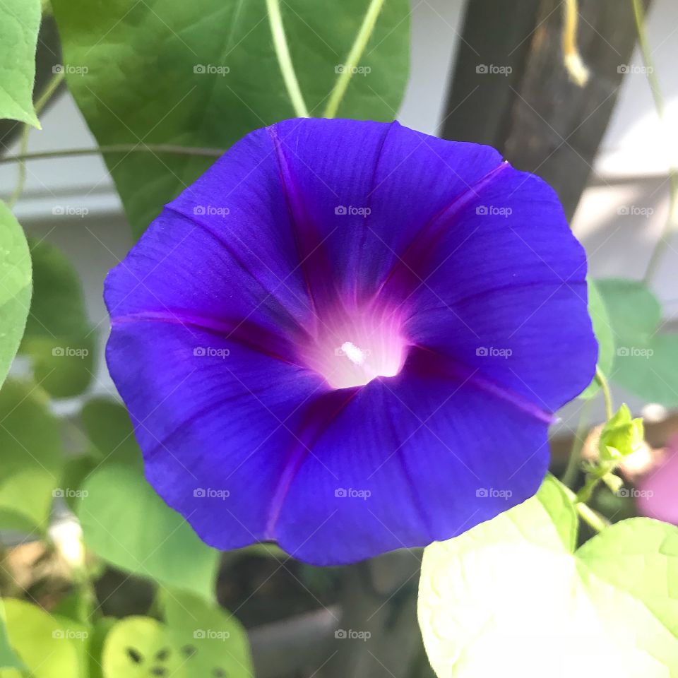 Purple blue morning glory flower