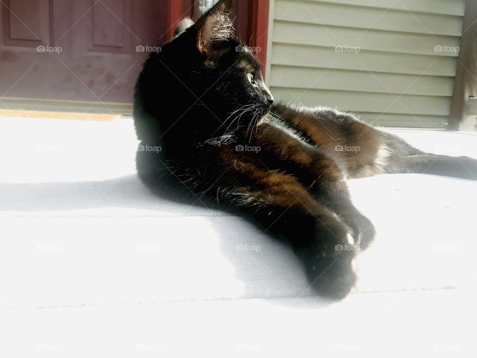 Darling black kitty laying on step sunning itself while relaxing outside and exploring! 