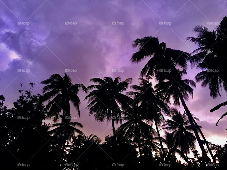 Purple sky above the palm trees