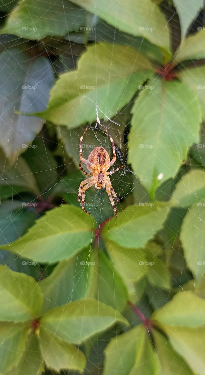 blg spider on a green leaves mobile photography