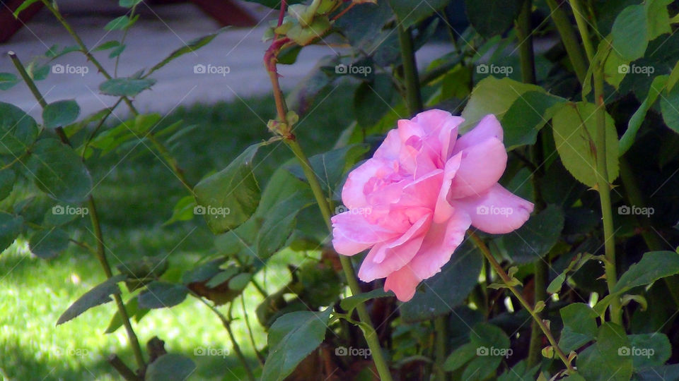 "A rose by any other name would smell as sweet"