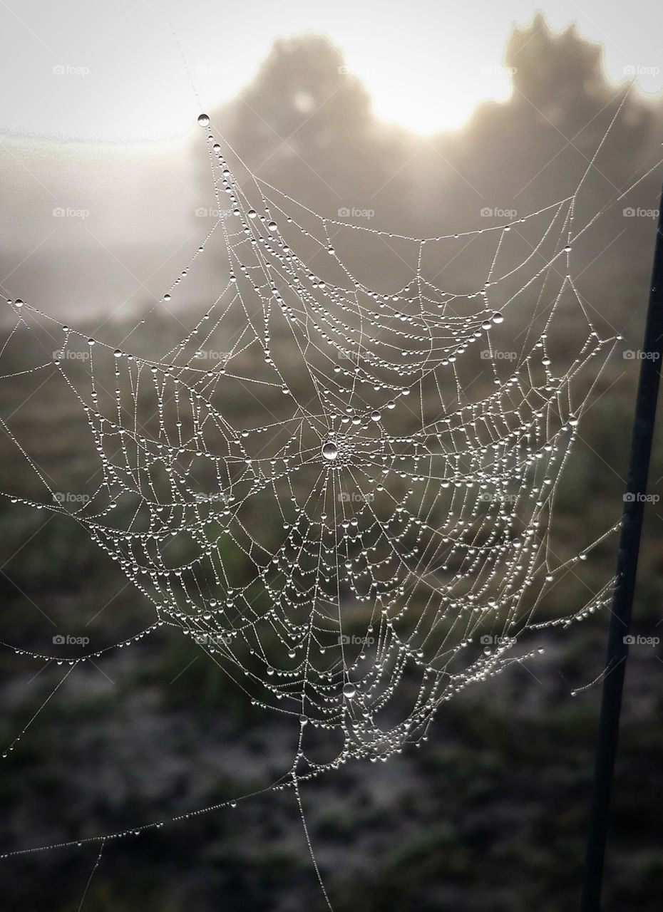 Foggy Morning Spider Web