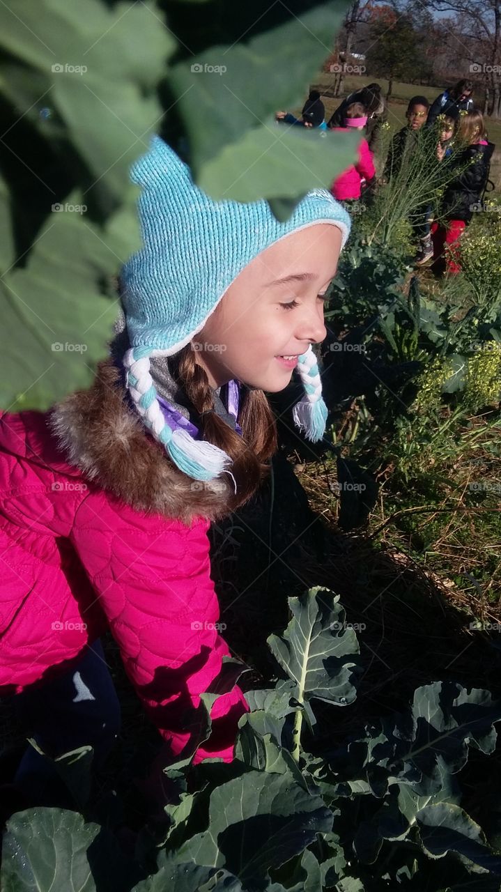 picking kale