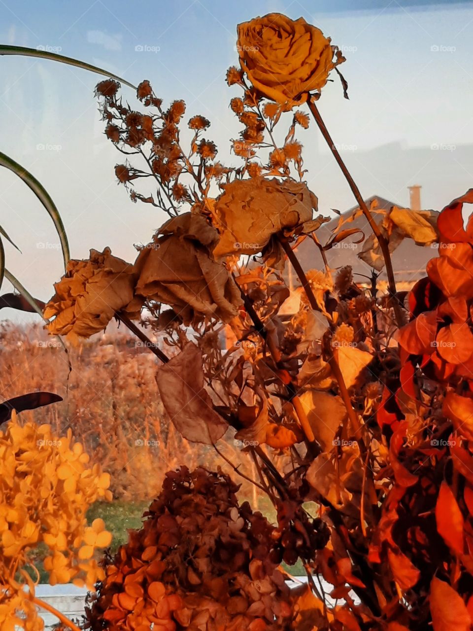 get cozy - golden hour  sun adorn dry plants indoors as well as hedge outside