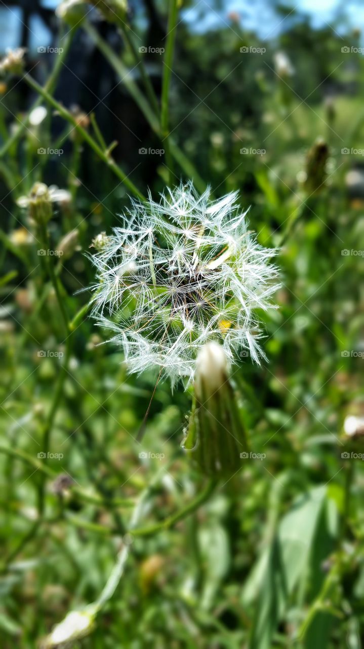selective focus wild flower blurred background